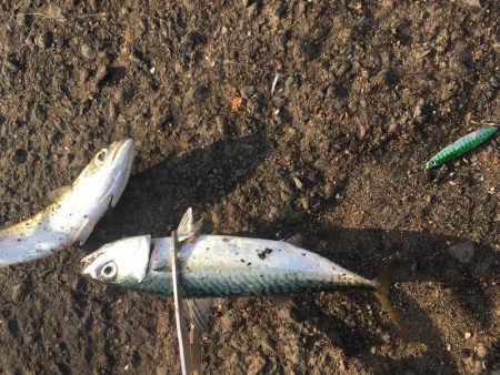 ジグサビキでアジとサバ